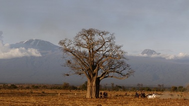 Paysage baobab, action profil gch