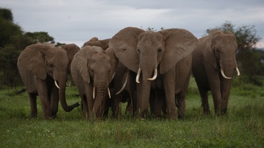 Elephants