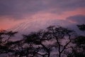Neiges du Kilimandjaro