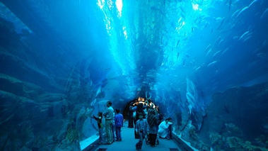 Dubaï - aquarium 2