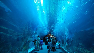 Dubaï - aquarium 2